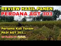 Review Hasil Panen Perdana Padi AGT 303 Ternyata Seperti Ini