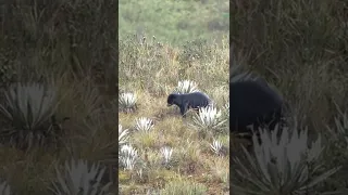 Spectacled Bear The Guardian Of Paramo 