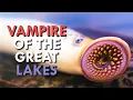 Lamprey How This Vampire Took Over North America