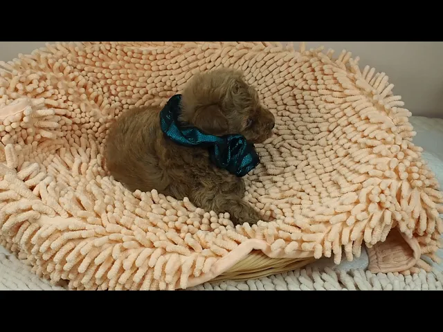 動画