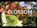 梅花三弄The Plum Blossom Theme - Guqin Traditional Chinese instrument by Bury