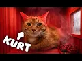 Cats Love Heat so I Made my Cats Really Happy