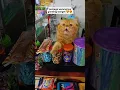 Download Lagu KUCING JUALAN DI WARUNG
