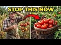 Why Your Tomatoes Split Crack and Rot in August