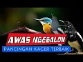Download Lagu SUARA PANCINGAN BURUNG KACER AGAR CEPAT BUNYI DAN GACOR | KICAUAN RANGSANG KACER