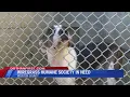 Wiregrass Humane Society in need
