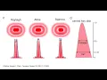 BEYOND THE DIFFRACTION LIMIT Associate Prof Dominic Zerulla UCD SCHOOL OF PHYSICS PEARLabs