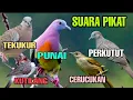 Download Lagu SUARA PIKAT, PUNAI, TEKUKUR, PERKUTUT, KUTILANG, \u0026 CERUCUKAN || KOMBINASI