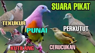 suara pikat punai tekukur perkutut kutilang u0026 cerucukan kombinasi