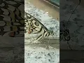 Download Lagu Butterfly Doing Sponge Bath Butterfly style and Cleaning-Amazing Indian Nature
