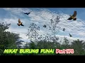 Download Lagu bikin ketagihan mulut burung punai di sini!! punai nya datang terus