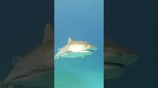 Swimming face to face with a massive shark