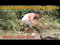 Download Lagu BAHAYA HAMPIR NYAWA MELAYANG | KUPAS LAHAN BARU