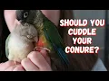 Should You Cuddle Your Conure Often TheParrotTeacher