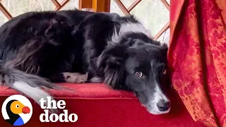 Rescued Kitten Helps Grieving Dog Heal After Losing His Best Friend | The Dodo