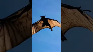 أكبر الحيوانات الموجوده في العالم والأخير صدمه حرفيا 