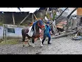 Download Lagu LA MUNTE, TANARUL FERMIER OVIDIU CRISTINOIU CRESTE CAI SEMIGREI SI CIOBANESTI ROMANESTI CU PASIUNE.