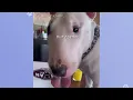 These Pups Are Little Devils But Love You Like Heaven | Cuddle Buddies