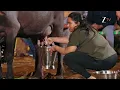 Download Lagu Chhoriyan Chali Gaon - छोरियाँ चलीं गाँव - Promo - Everyday 9:30 PM - Zee TV