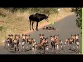 Download Lagu WILDE HONDEN VALLEN HET VERKEERDE DIER AAN