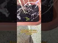 Download Lagu #plantlife🚦 #lifeseries #gardening #skizzleman