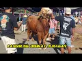 Download Lagu TAK PAKE LAMA ❗️SAPU SUPER DISIKAT JURAGAN