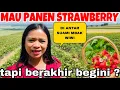 Download Lagu MAU PANEN STRAWBERRY DI ANTAR SUAMI MBAK WIWI, LEBIH DARI 6 TEMPAT TAP BERAKHIR BEGINI ‼️