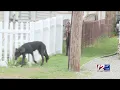 Black coyote let loose in Warwick is 45 wolf