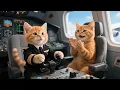 Download Lagu Ginger Kitten Said He Wanted to Be a Pilot—and Mama Cat Truly Made It Happen ✈️🐱