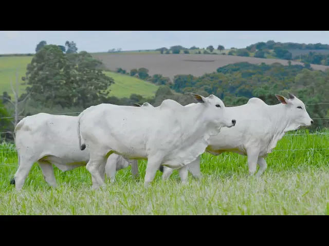 3 Matrizes Nelore P.O.