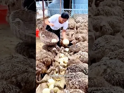 Collecting Ostrich Eggs During Feeding