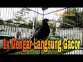 Download Lagu Suara Khas Jalak Kebo Untuk Pancingan Jalak Kebo Obyokan / Pancingan Jalak Kebo Muda Cepat Gacor