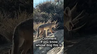 We just found this lost dog with no collar @ San Clemente campground. Do you know whose dog this is?