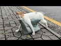 Download Lagu A stray cat carried a pillow to keep her kittens safe in the rain.