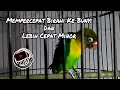 Masteran Lovebird Jantan Birahi Membantu Proses Birahi Ke Bunyi