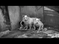 Second Chance Dogs - About the ASPCA Behavioral Rehabilitation Center