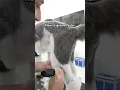 How to groom a dog with clippers