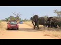 Download Lagu Why Idiots In Cars Shouldn't Drive Near Elephants.| Kruger Park Sightings