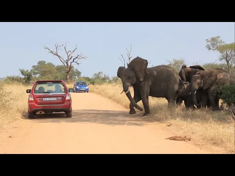 Download MP3 Why Idiots In Cars Shouldn't Drive Near Elephants.| Kruger Park Sightings