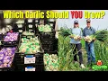 Keene Garlic Experts Reveal How to Pick Hardneck Softneck Varieties