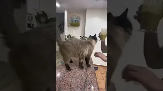 وصفة شهية تحبها القطط 