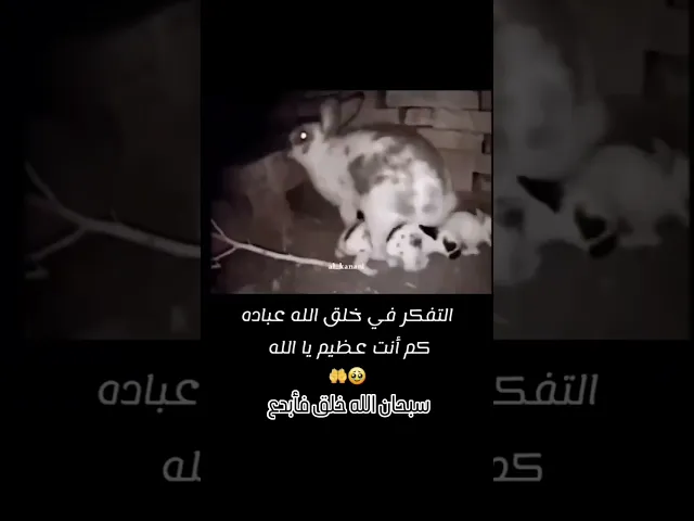 سبحان الخالق العظيم ❤️