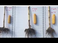 Digital Answer Plot 2019 Corn Planting Depth
