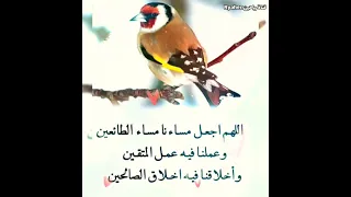 مساء الخير حالات واتس اب دينية مسائية مساء الخير مساء السعادة مساء الورد مساء التفاؤل 