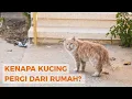 Download Lagu Kucing Tidak Pulang? Inilah 7 Alasan Kenapa Kucing Pergi dari Rumah