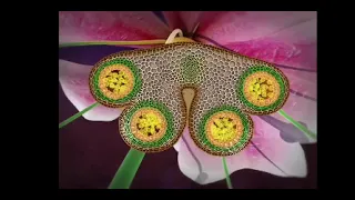 Download reproduction in flowering plants class 12 in 3D animation complete chapter in one short MP3