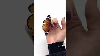 لقيت فراشة من غير جناح وقررت اركبلهاا جناح Pets Loveanimals Animals Animation 