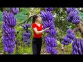Download Lagu Harvesting 1000+ Banana, Use 3-Wheeled Truck Transport Many Bananas Goes to Countryside Market Sell
