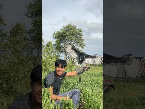 This Powerful Bird Came Straight to My Hand! 🦅😱 #wildlife #birdofprey #birds #nature #shorts