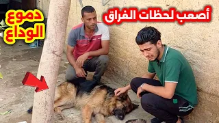 لحظة الوداع للصديق الوفي 😢 الكلب بيموت قدام عين صاحبه 🐕